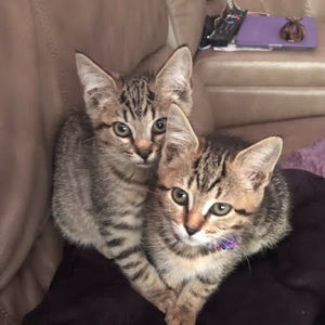 Meet your Posher, Ava